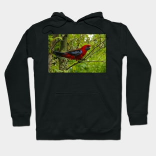 Crimson Rosella at O'Reilly's Hoodie